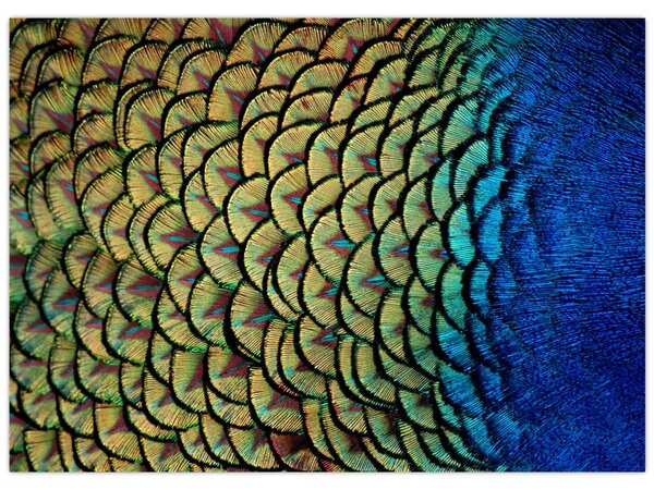 Slika - Paunovo perje (70x50 cm)