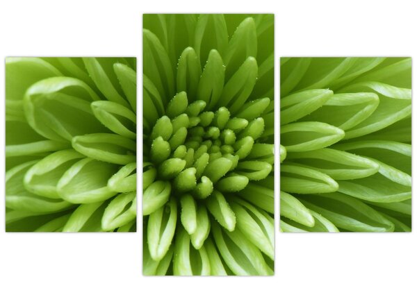 Slika - Makro slika biljke (90x60 cm)