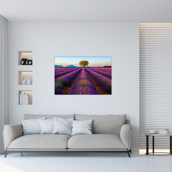Slika - Polje lavande (90x60 cm)