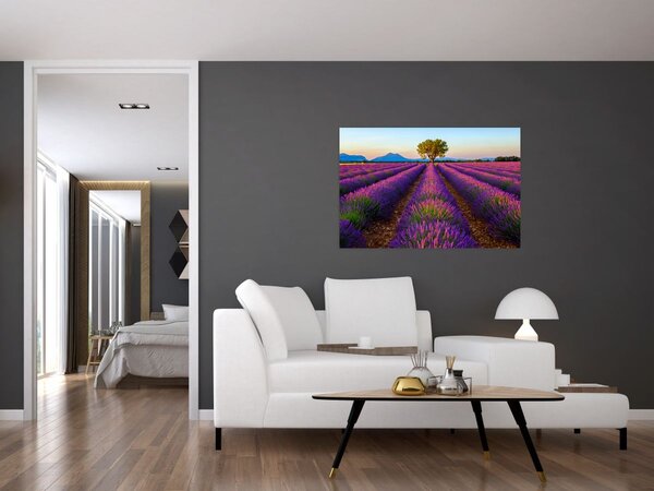 Slika - Polje lavande (90x60 cm)