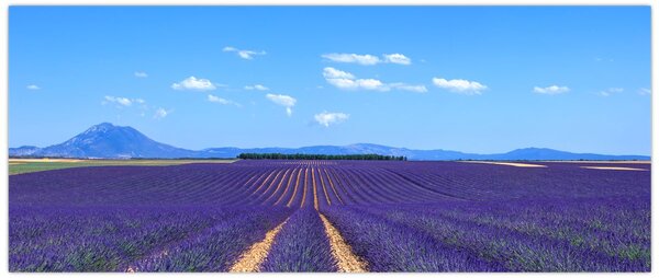 Slika - Polje lavande (120x50 cm)