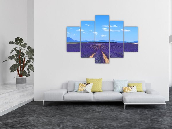 Slika - Polje lavande (150x105 cm)
