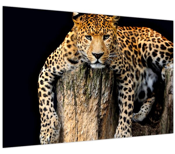 Slika - gepard (90x60 cm)