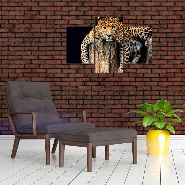 Slika - gepard (90x60 cm)