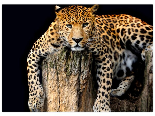 Slika - gepard (70x50 cm)