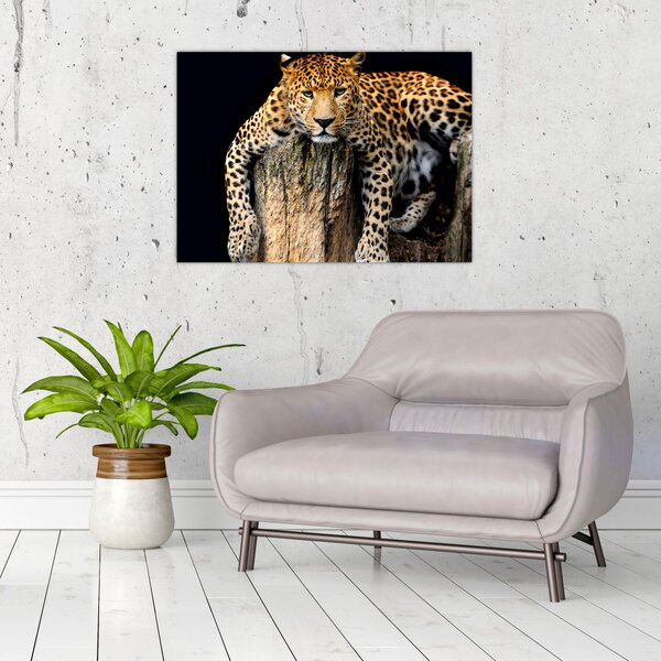Slika - gepard (70x50 cm)