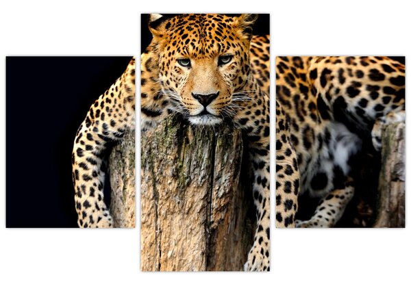 Slika - gepard (90x60 cm)