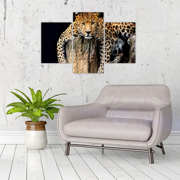 Slika - gepard (90x60 cm)
