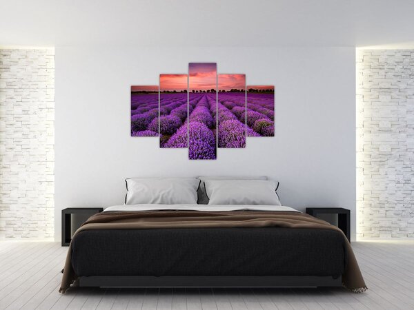 Slika - Polje lavande (150x105 cm)
