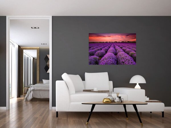 Slika - Polje lavande (90x60 cm)