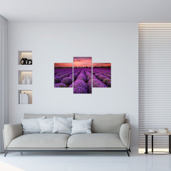 Slika - Polje lavande (90x60 cm)