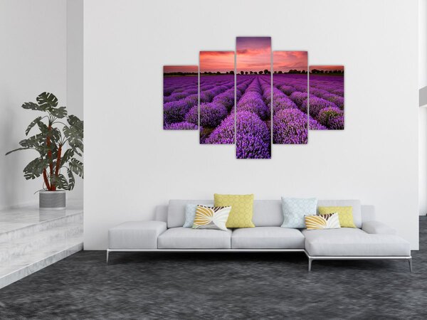 Slika - Polje lavande (150x105 cm)