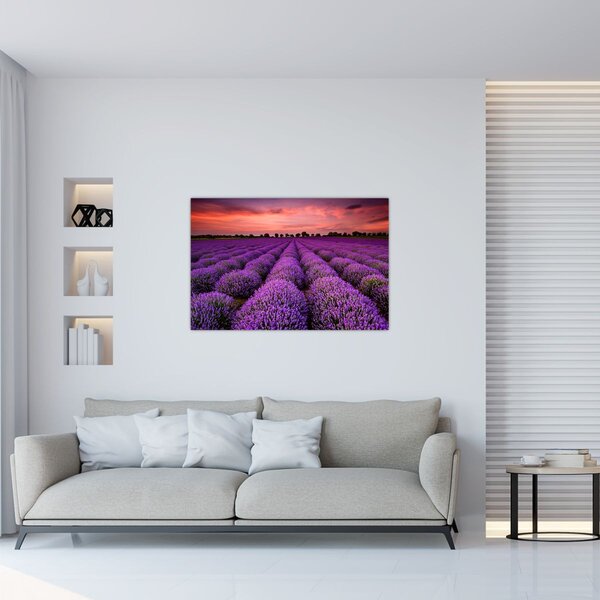 Slika - Polje lavande (90x60 cm)