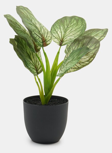 Sinsay - Umjetna dekorativna biljka Alocasia u posudi