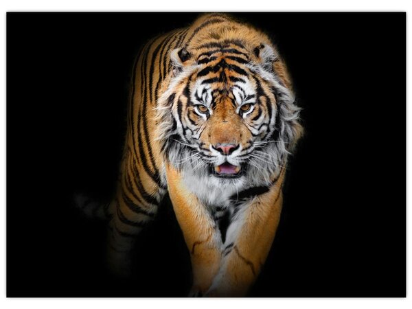 Slika - Tigar (70x50 cm)