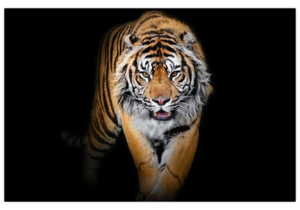 Slika - Tigar (90x60 cm)