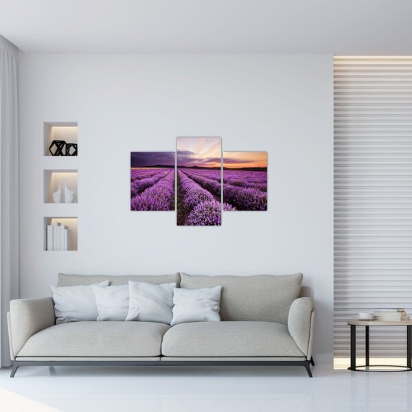 Slika - Polje lavande na zalasku sunca (90x60 cm)