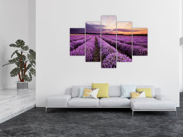 Slika - Polje lavande na zalasku sunca (150x105 cm)