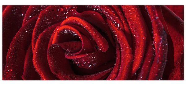 Slika - Crvena ruža s kapljicama rose (120x50 cm)