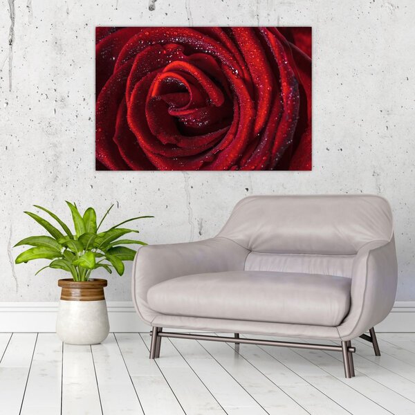 Slika - Crvena ruža s kapljicama rose (90x60 cm)
