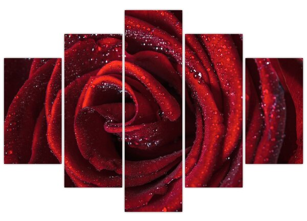Slika - Crvena ruža s kapljicama rose (150x105 cm)
