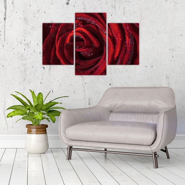 Slika - Crvena ruža s kapljicama rose (90x60 cm)