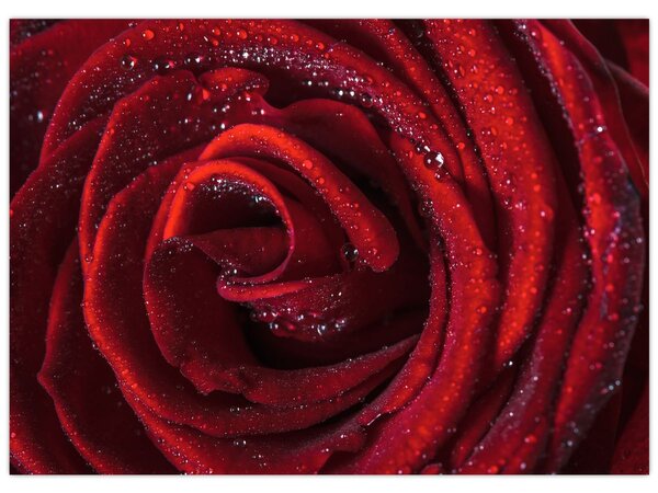 Slika - Crvena ruža s kapljicama rose (70x50 cm)