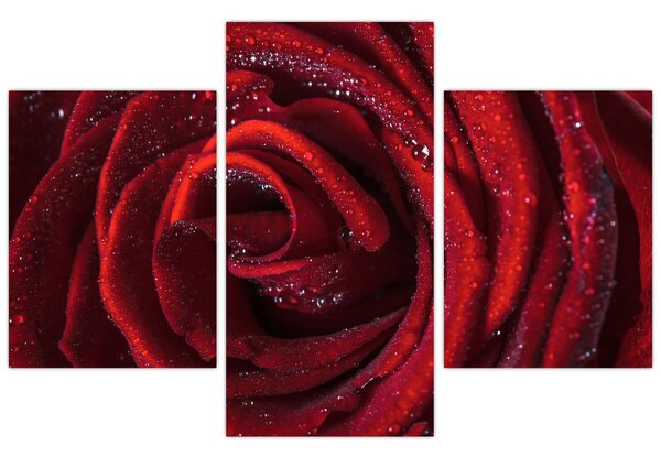 Slika - Crvena ruža s kapljicama rose (90x60 cm)