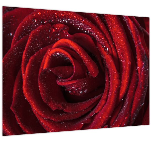 Slika - Crvena ruža s kapljicama rose (70x50 cm)