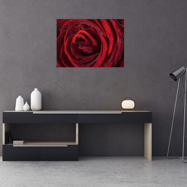 Slika - Crvena ruža s kapljicama rose (70x50 cm)