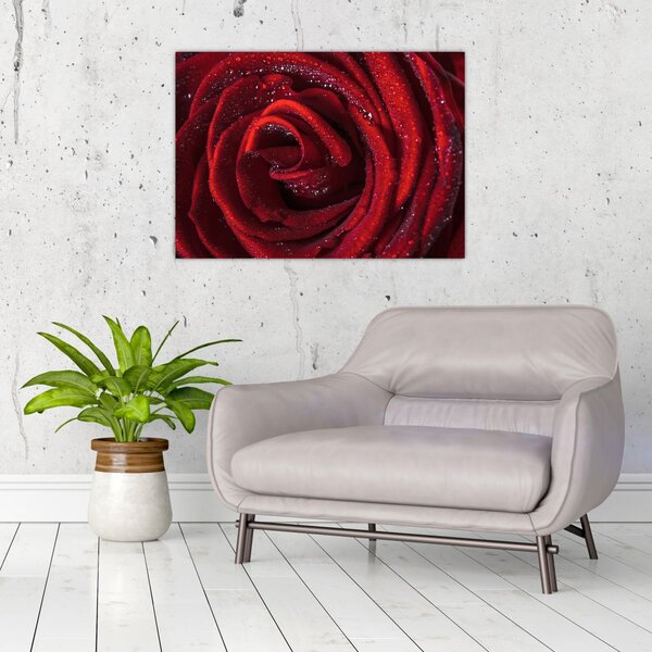 Slika - Crvena ruža s kapljicama rose (70x50 cm)