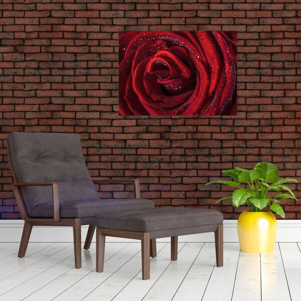 Slika - Crvena ruža s kapljicama rose (70x50 cm)