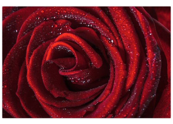 Slika - Crvena ruža s kapljicama rose (90x60 cm)
