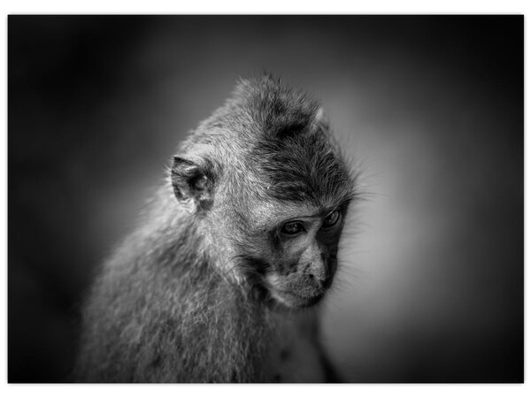 Slika - Majmun (70x50 cm)