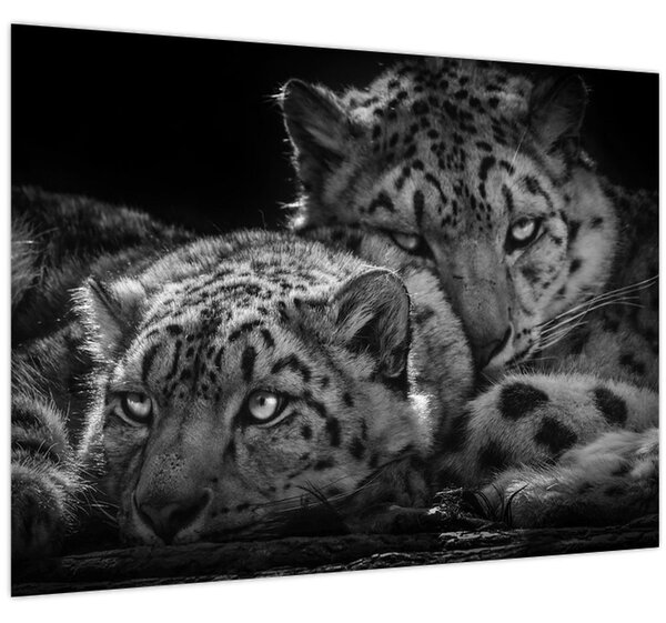 Slika - Gepardi koji se odmaraju (70x50 cm)