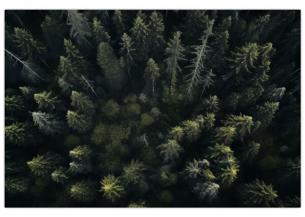 Slika - Šuma (90x60 cm)