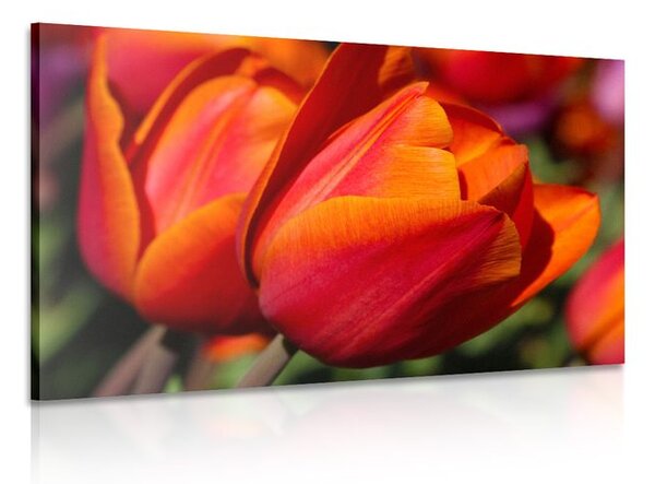 Slika prekrasni tulipani na livadi