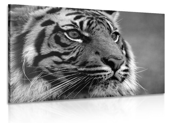 Slika bengalski tigar u crno-bijelom dizajnu