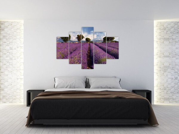 Slika - Polje lavande i planine (150x105 cm)
