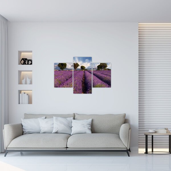 Slika - Polje lavande i planine (90x60 cm)