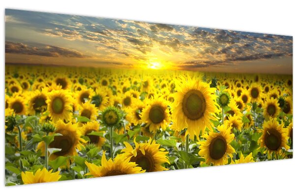 Slika - Suncokreti na zalasku sunca (120x50 cm)