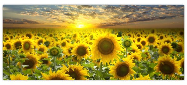 Slika - Suncokreti na zalasku sunca (120x50 cm)