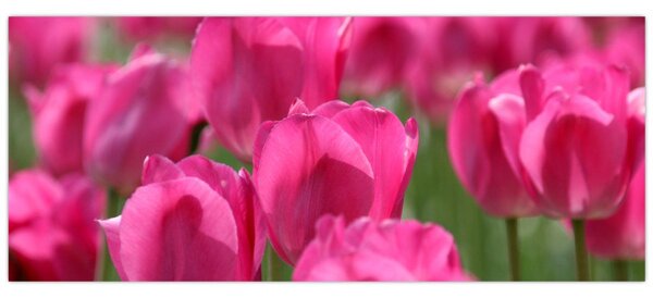 Slika - Ružičasti tulipani (120x50 cm)