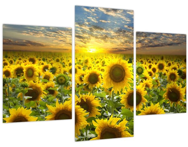 Slika - Suncokreti na zalasku sunca (90x60 cm)