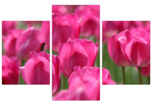 Slika - Ružičasti tulipani (90x60 cm)