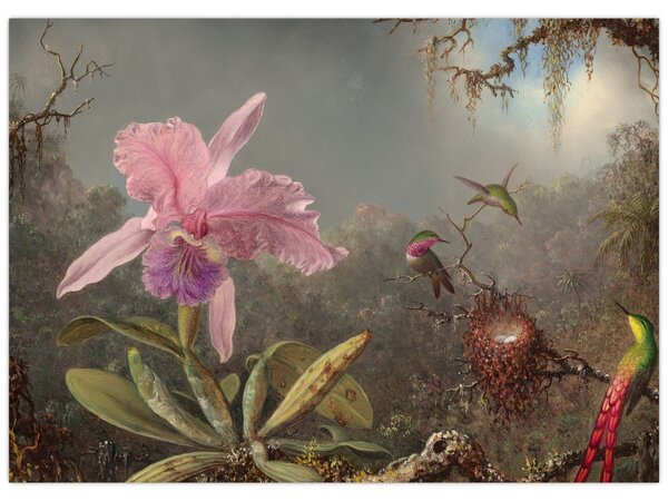 Slika - Martin Johnson Heade, Cattleya Orchid and Three Hummingbirds, reprodukcije (70x50 cm)