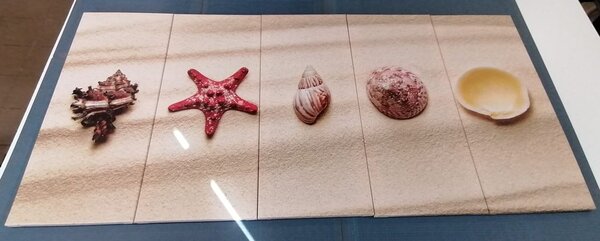 5-dijelna slika školjke na pješčanoj plaži