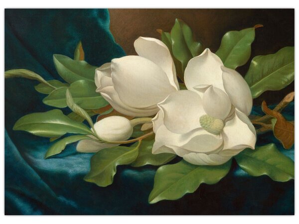 Slika - Martin Johnson Heade, Giant Magnolias on a Blue Velvet Cloth, reprodukcije (70x50 cm)