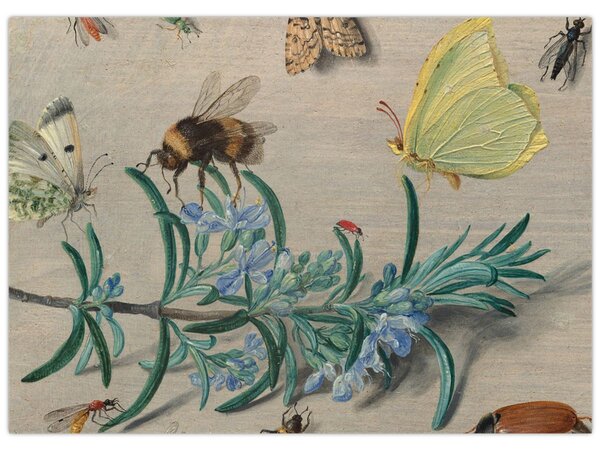 Slika - Jan van Kessel the Elder, Insects and a Sprig of Rosemary, reprodukcije (70x50 cm)