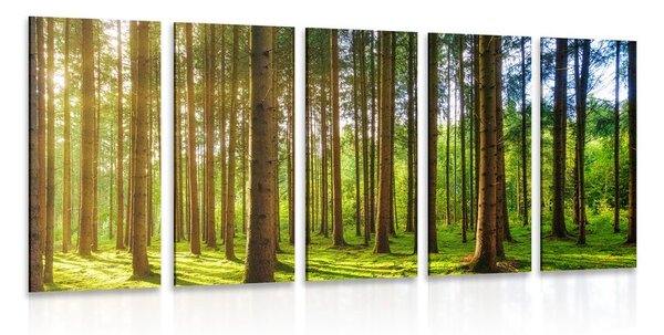 5-dijelna slika sunčano jutro u šumi